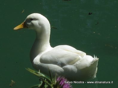rrente Saracena-26-04-2014 17-07-02